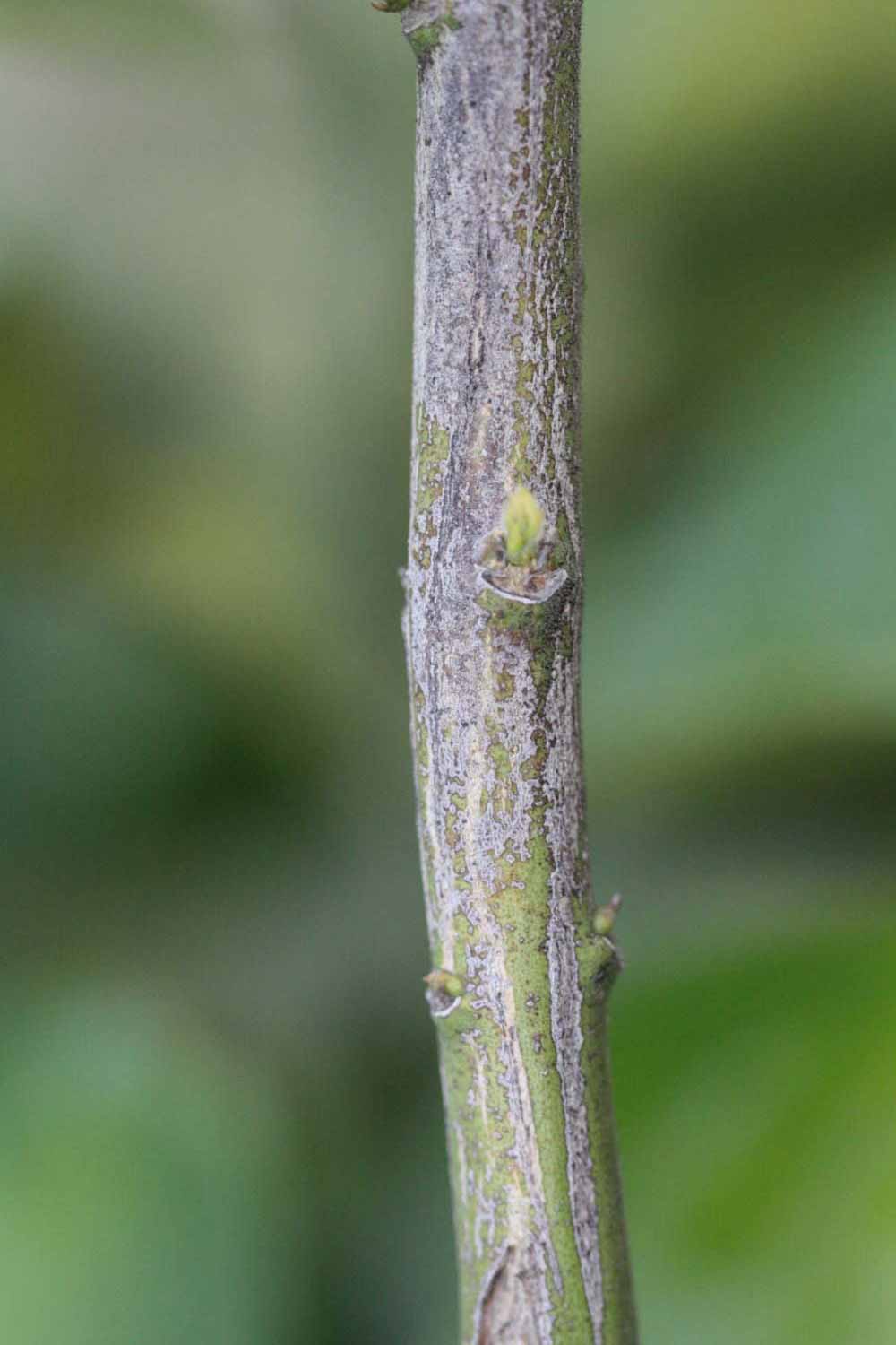              Second - third year twig (Riverside, CA)       